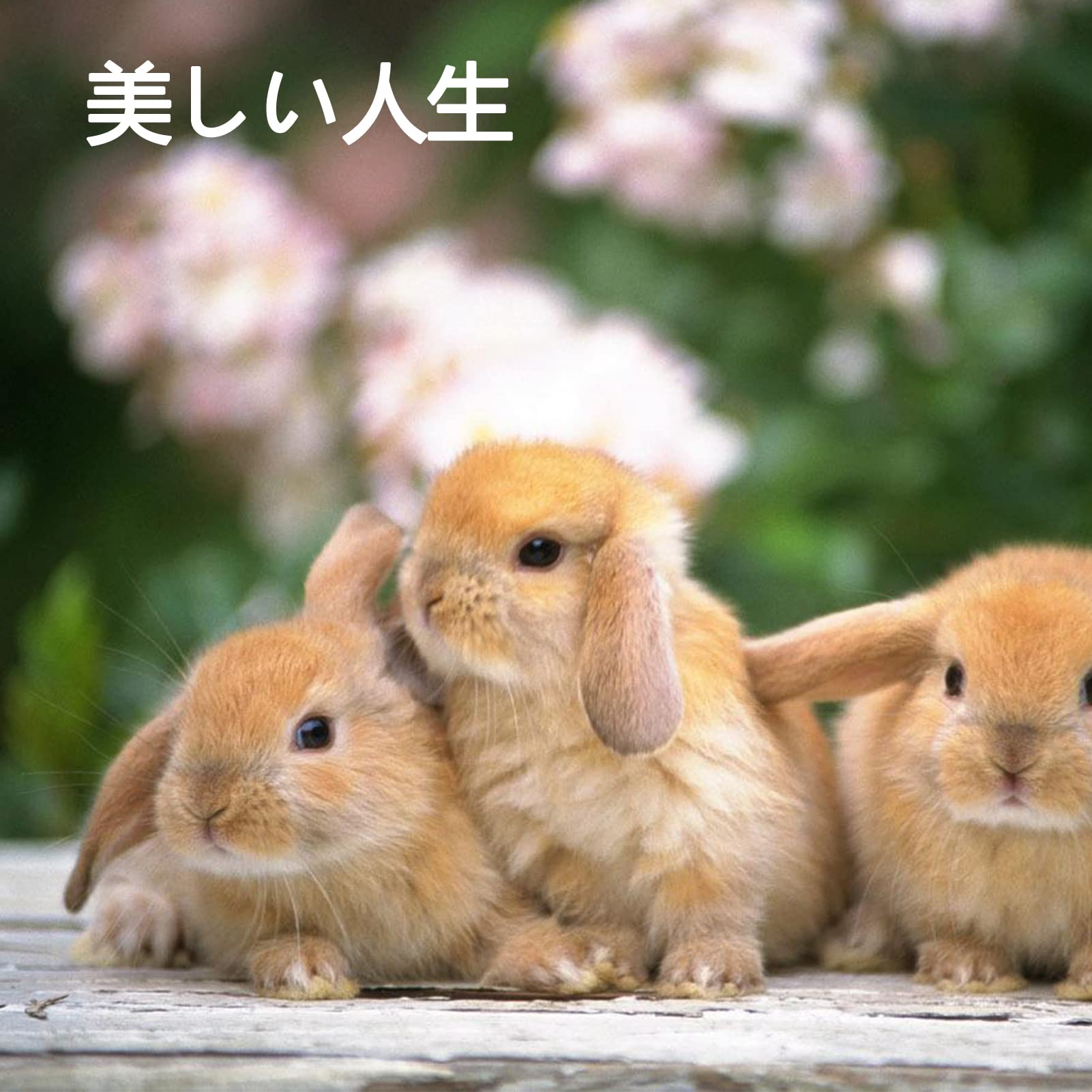 ★ウサギページ★ マルカン ML-460 うさぎKケージH50Bトイレセット 4906456578161