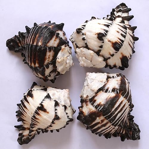 Miniatura 7 de 4 conchas de cangrejo ermitaño, apertura de tamaño ML, conchas de cangrejo ermitaño de 1.1-1.9 pulgadas, caracola de mar natural, conchas turbo para