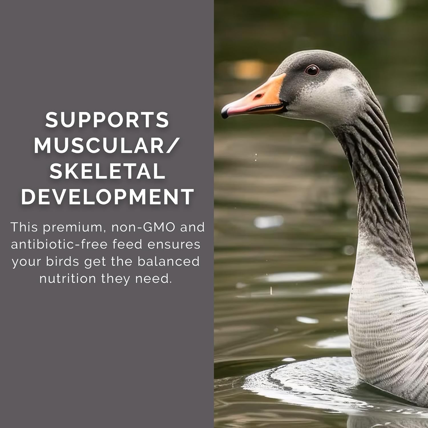 Flock Pellet Feed, 40lbs - 19.5% Protein, Non-GMO, USDA Certified Organic Blend - with Essential Nutrients for Healthy Growth - Soy & Corn-Free