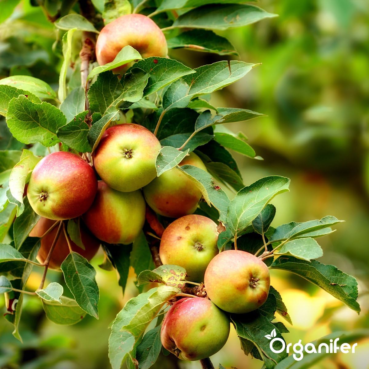 Engrais Au Sulfate D'Ammonium - 20 Kg Pour 400 M2 - Azote Minéral Et Soufre - Action Rapide - Idéal Pour Les Pelouses, Les Légumes, Les Fruits Et Les Plantes Ornementales - Organifer