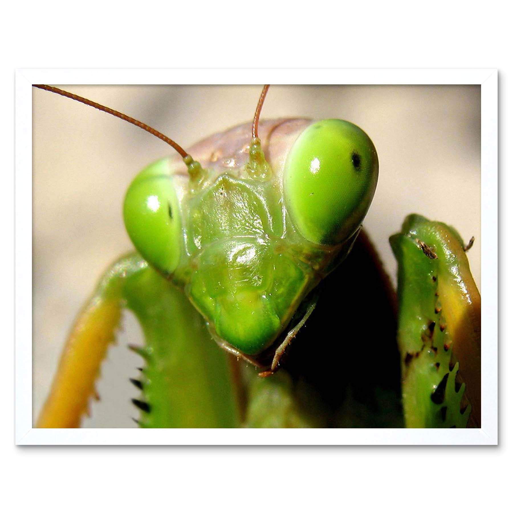 Amazon.com: Wee Blue Coo Praying Mantis Insect Green Close Up Art
