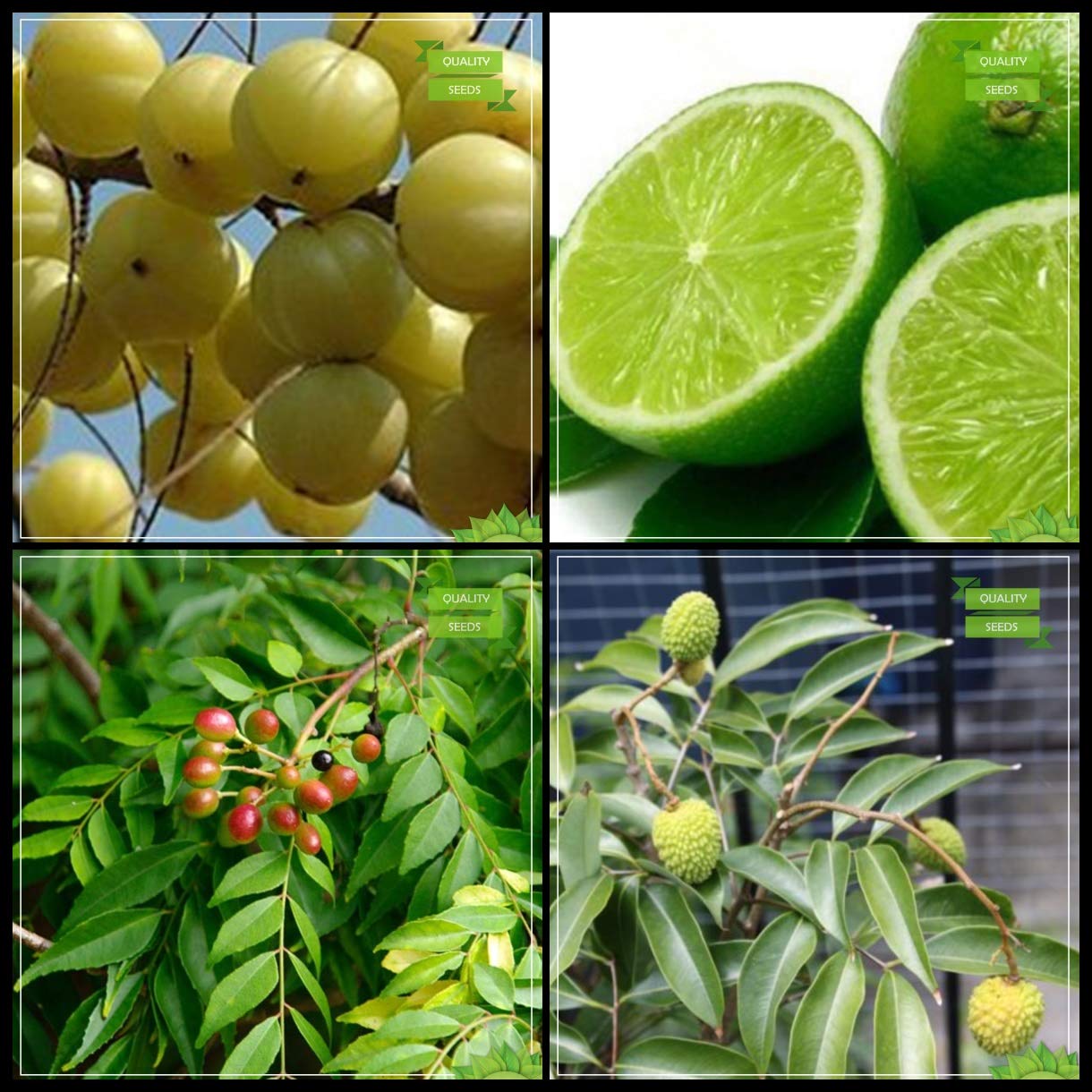 Creative Farmer Seeds Combo Tree Seeds : Embilcaa- Nelli, Lemon Seeds, Sweet Neem , Lychee Tree Seeds Terrace Gardening (B07HTTY7NS) Amazon Price History, Amazon Price Tracker