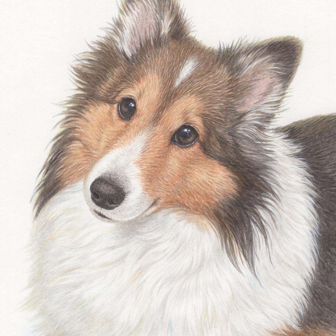 Amazon.co.jp: まってる （シェルティ 犬の絵） : おもちゃ