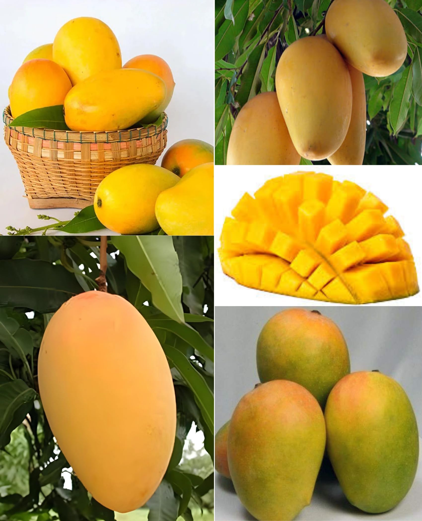 DPEYAROO Sweet Gir Kesar Mango Aam Grafted Fruit Live Plant (Height 1.5-2 Feet) Mango After 8-10 Month (300–400 grams) sweet, rich, and aromatic. perfect your home garden
