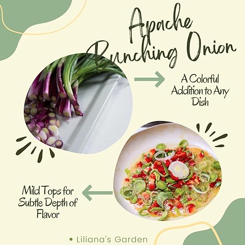 Miniatura 6 de Semillas de cebolla roja "Apache", también conocidas como cebolleta roja o cebolla para ensalada  Semillas de reliquia de Liliana's Garden