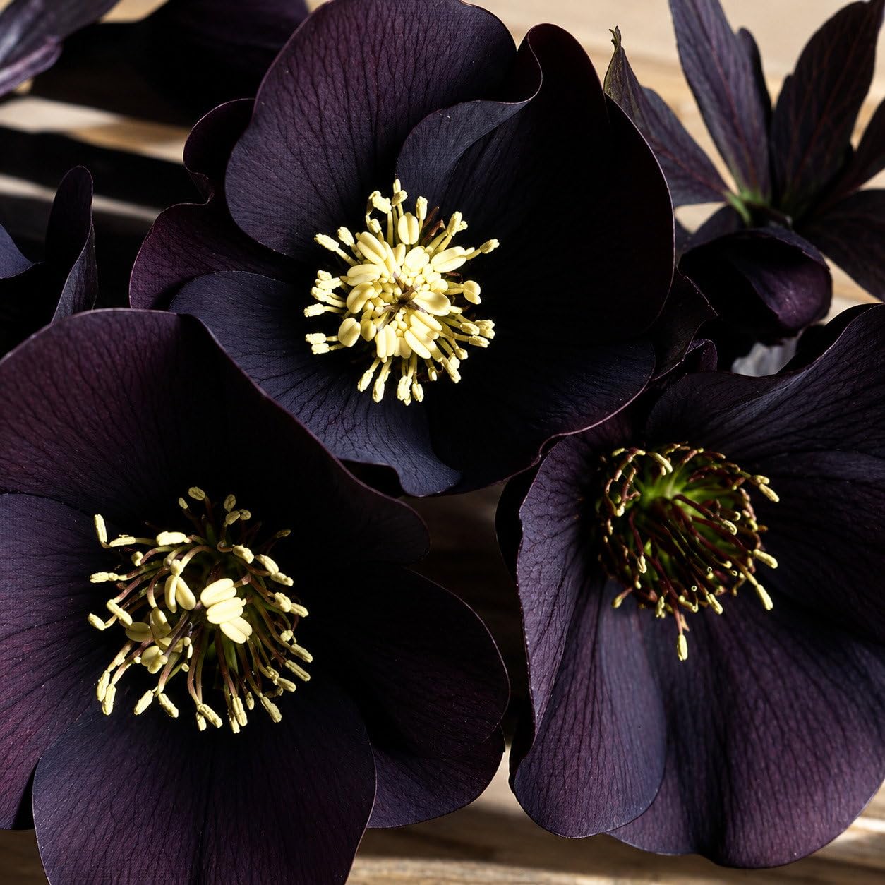 Plant World Seeds - Helleborus Orientalis 'Black Beauty' Seeds (Perennial Flower Seeds)