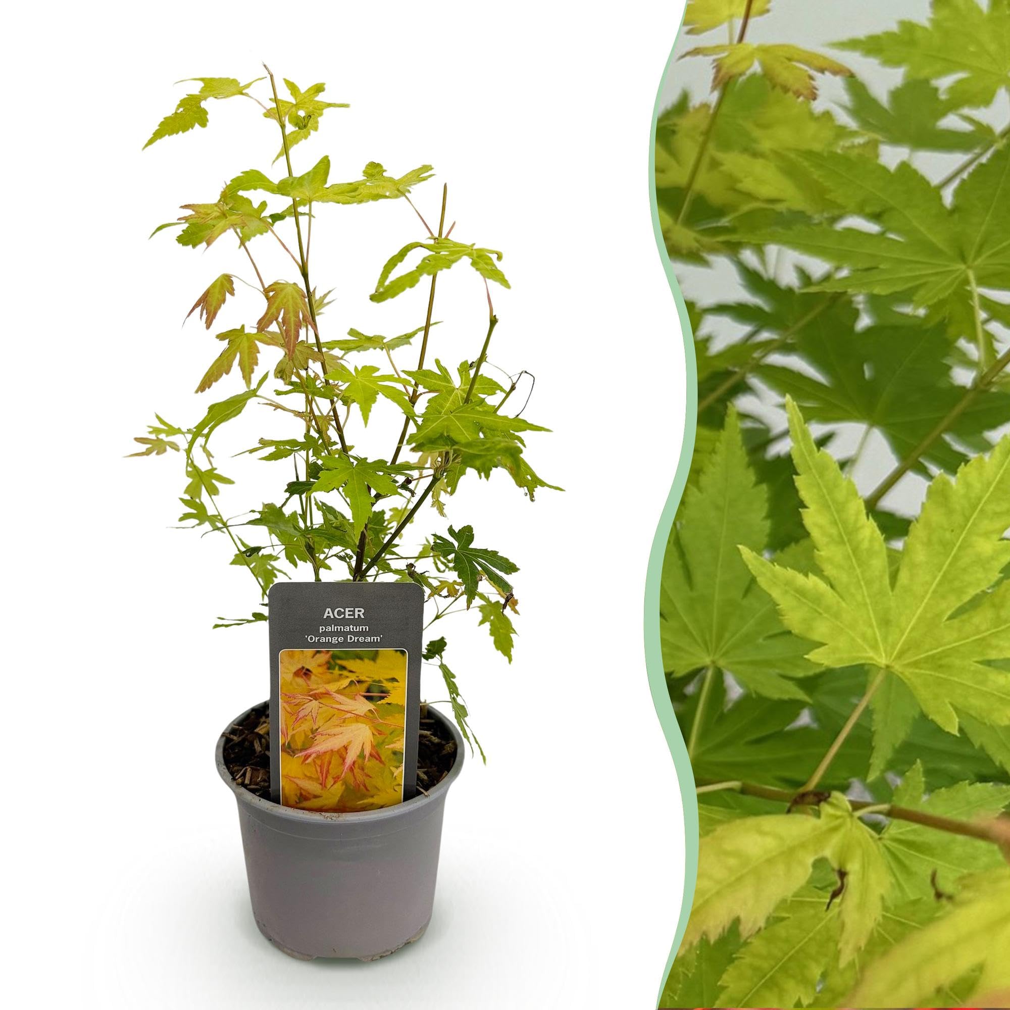 Acero Acer palmatum Orange Dream – 12 cm – altezza circa 35 cm – fogliame giallo arancione & splendido colore autunnale – Arbusto ornamentale facile da pulire