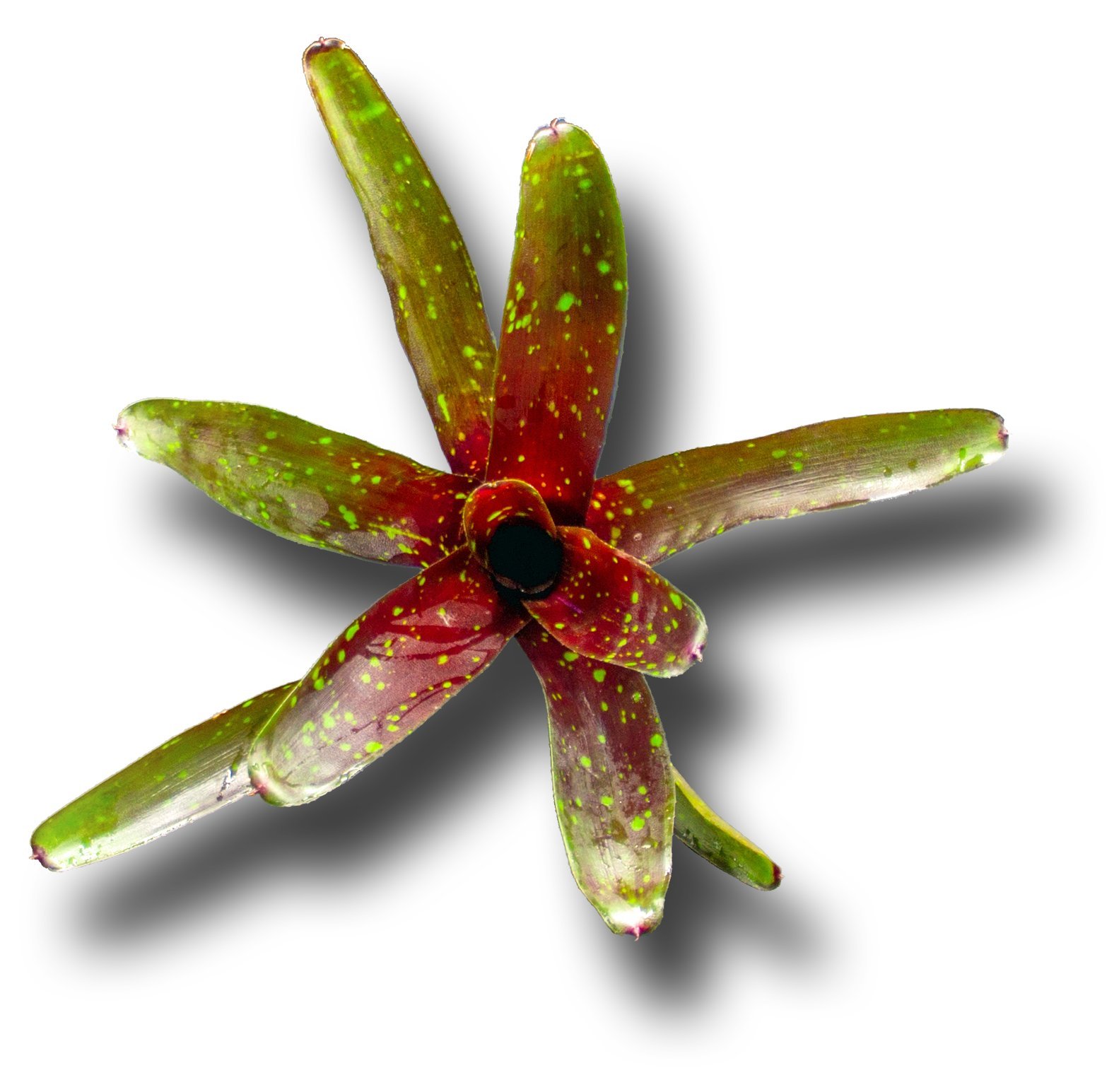 Bromelie, Neoregelia hansen mini, ungetopft, Bromeliengewchs : Amazon.de:  Garten