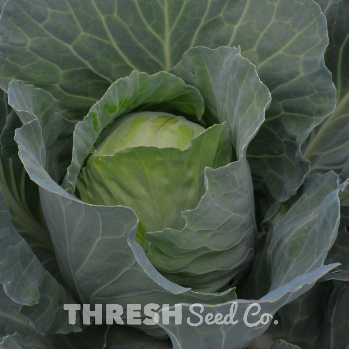 Cabbage Early Golden Acre 100 seeds + Free Gift Patio, Lawn & Garden