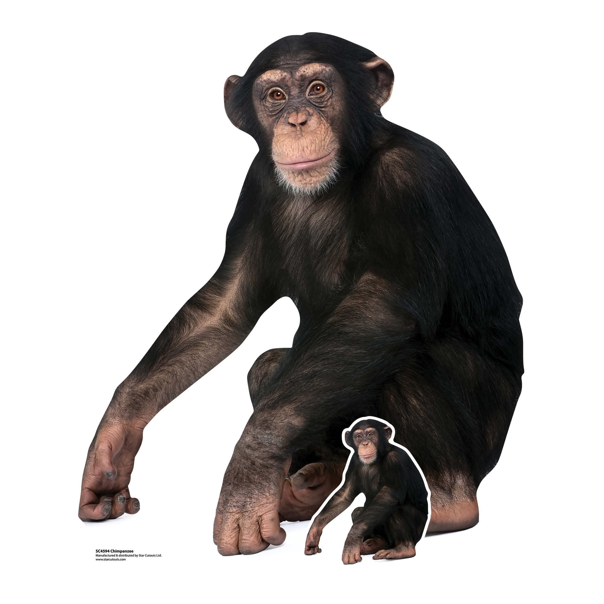 SC4594 Chimpanzee Cardboard Cut Out Height 91cm - Ideal for Animal Theme, Parties, Birthdays & Fans, Room Decorations & Events