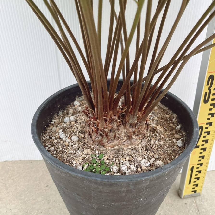 Amazon.co.jp: ザミア フロリダーナ 8号 多頭 ダブルヘッド 品種レア