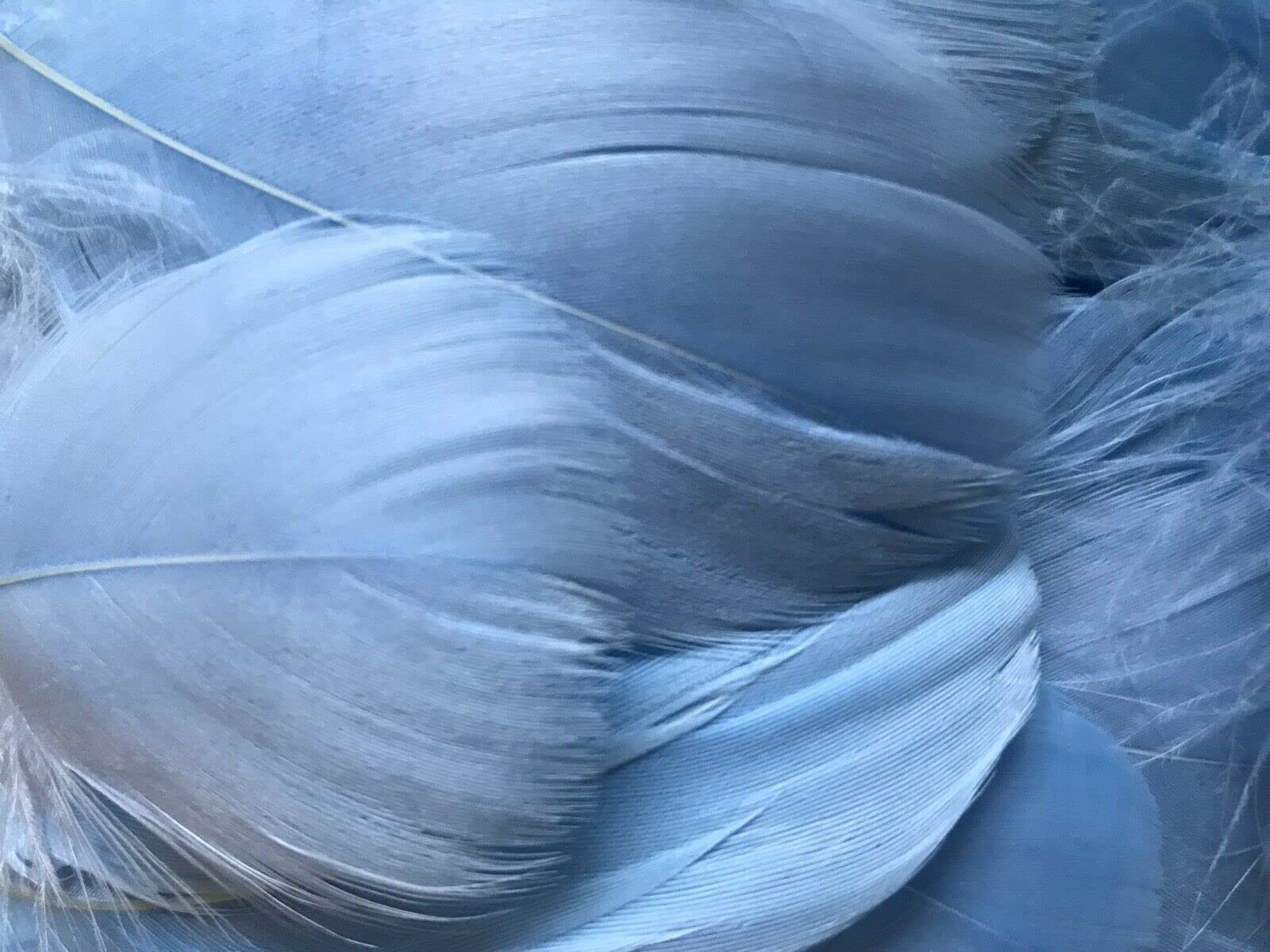 HoitoDeals Baby Blue Soft Decorative Colored Feathers for DIY, Art & Crafts, Wedding, Birthday Festival, Dream Catcher etc. (100Pcs (Mixed Sizes))