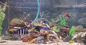 Review Image by Longbow1 Longbow1