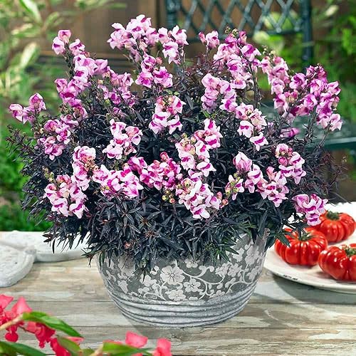 Miniatura 2 de Outsidepride Antirrhinum Majus Snapdragon Flores cortadas de jardín de flor de manzano - 5000 semillas