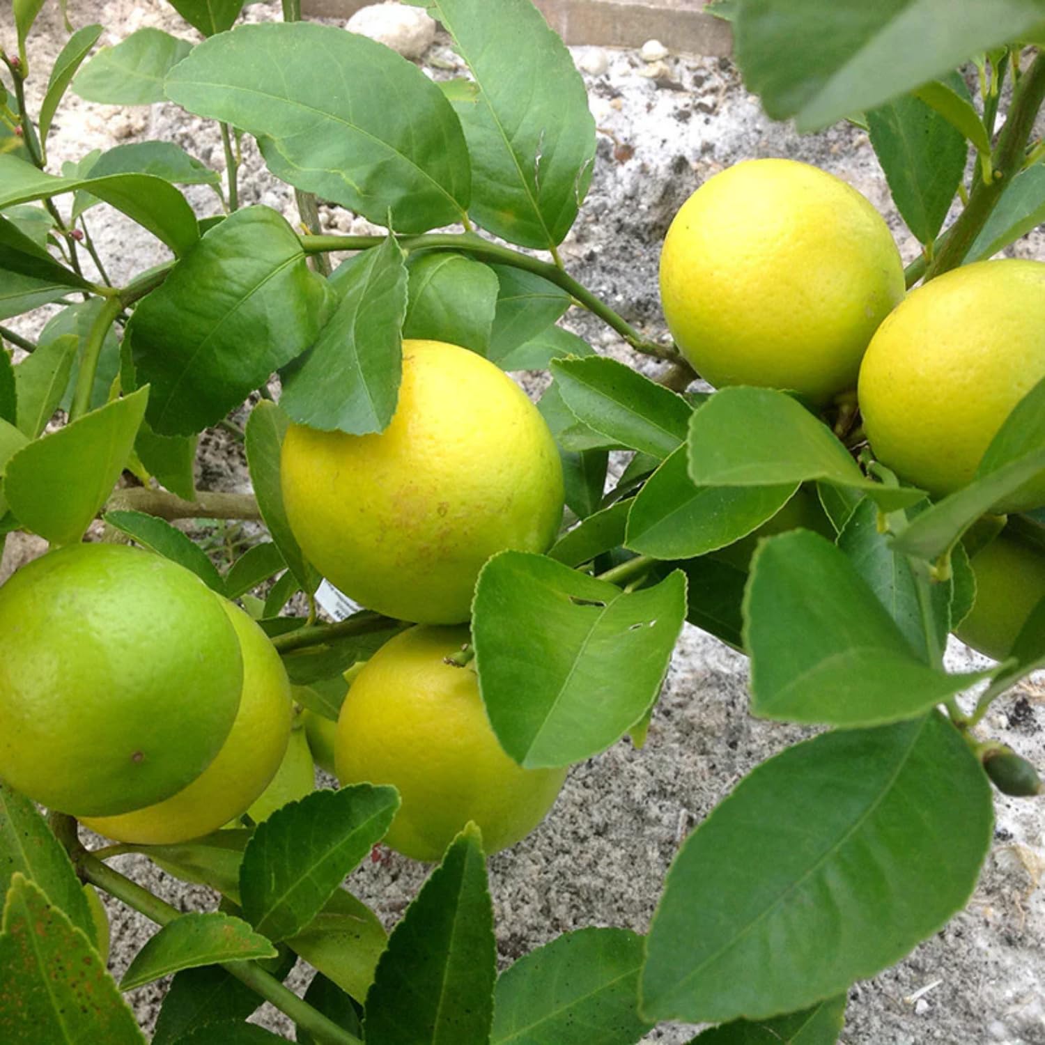 Hug A Plant | Lemon/Cherunaranga (Citrus limon) Fruit/Ornamental Live Plant (Home & Garden) (B0C8MMCHS8) Amazon Price History, Amazon Price Tracker