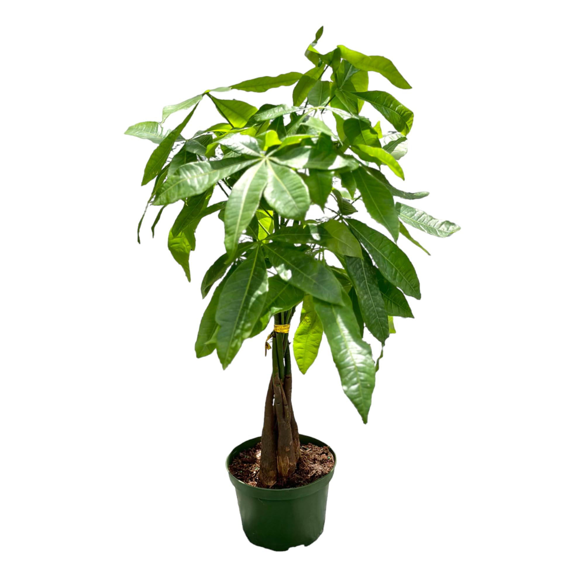Live Money Tree Plant in 6 Inch Pot
