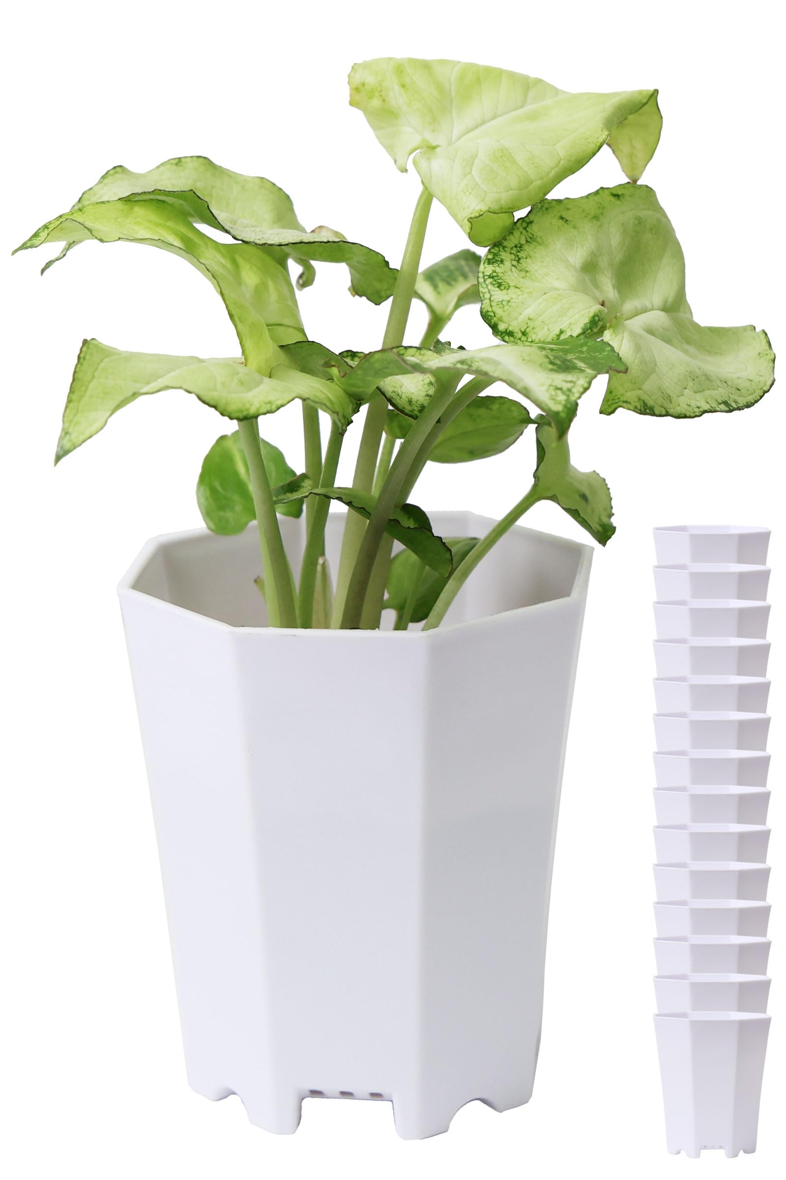Amazon.co.jp: おしゃれ 植木鉢 2号 ミニ プラ鉢｜BOTANIQLE 八角形