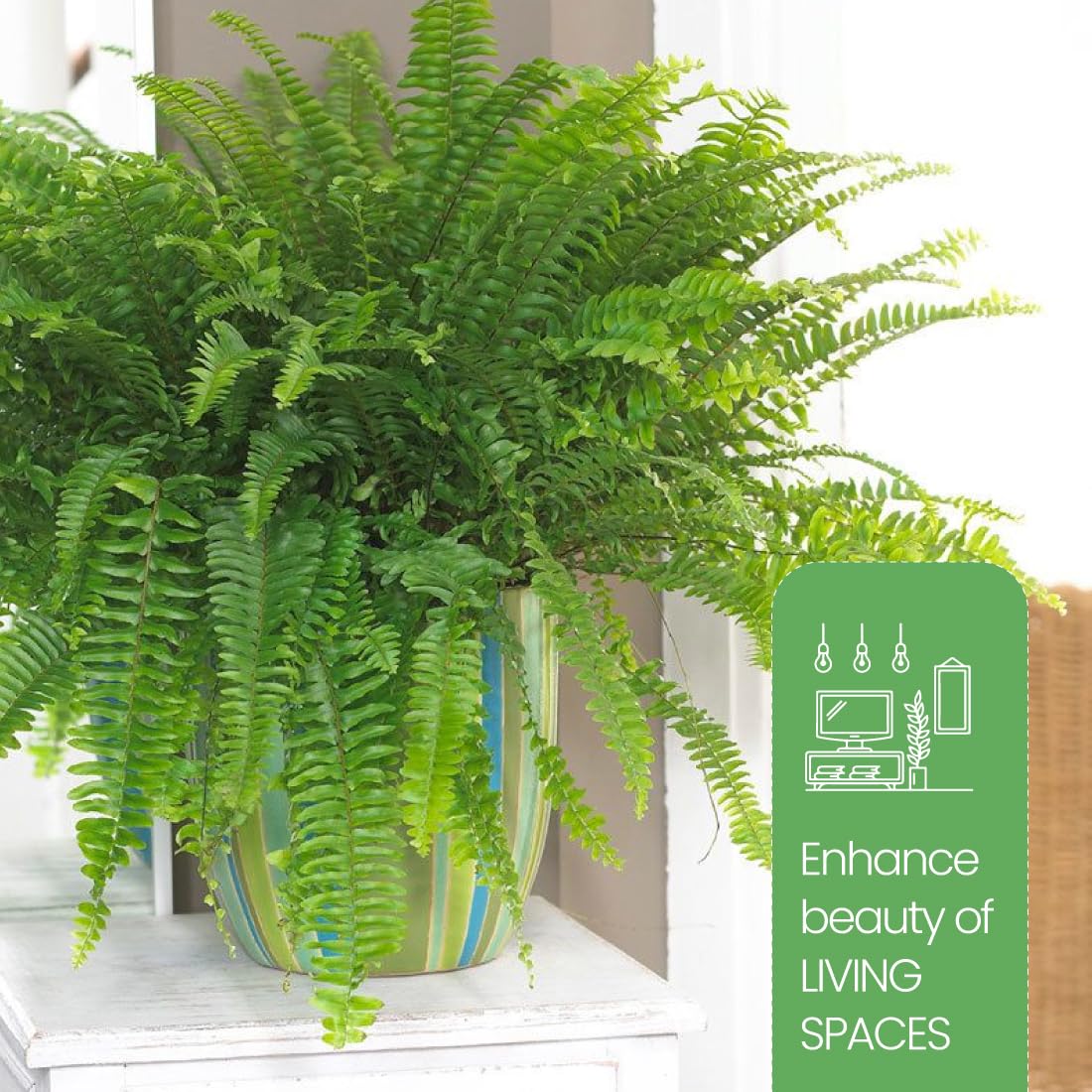 American Plant Exchange Kimberly Queen Fern, Live Air-Purifying Houseplant, Versatile Indoor or Outdoor Décor, Large 10-Inch Pot, 1.5FT Tall for Planters & Baskets