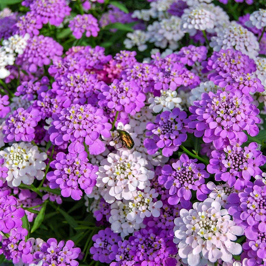 See full amazon price history chart for GrowZid Candy Tuft Outdoor Gardening Multi mix Flower Plant Seeds Pack GrowZid Candy Tuft Outdoor Gardening Multi mix Flower Plant Seeds Pack (B0B7G6SPDK) Amazon Price History, Amazon Price Tracker