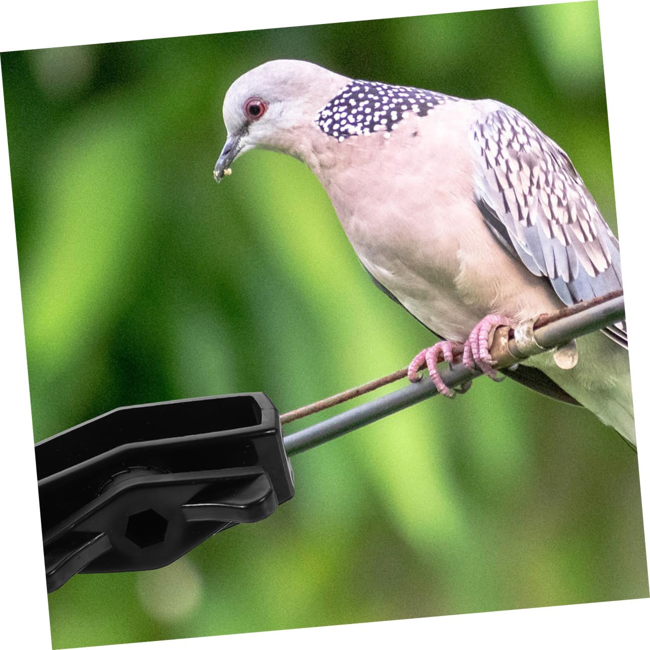 24pezzi Tenditore Per in Strumento Per Tensionare i Tenditore Per Portatile e Resistente Per Recinzioni Esterne e Funi