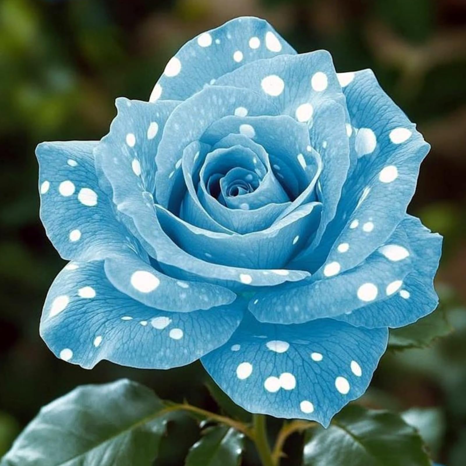 Hardy Perennial Rose Bulbs Mix,Fragrant Garden Rare Roses/Perennial Rose Rhizomes for Home Gardening,Landscape Design Plants,Indoor and Outdoor Potted.-1rhizome-F