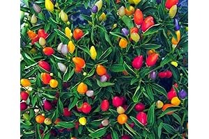 Prairie Fire Ornamental Pepper Seeds: Fiery Elegance for Your Garden