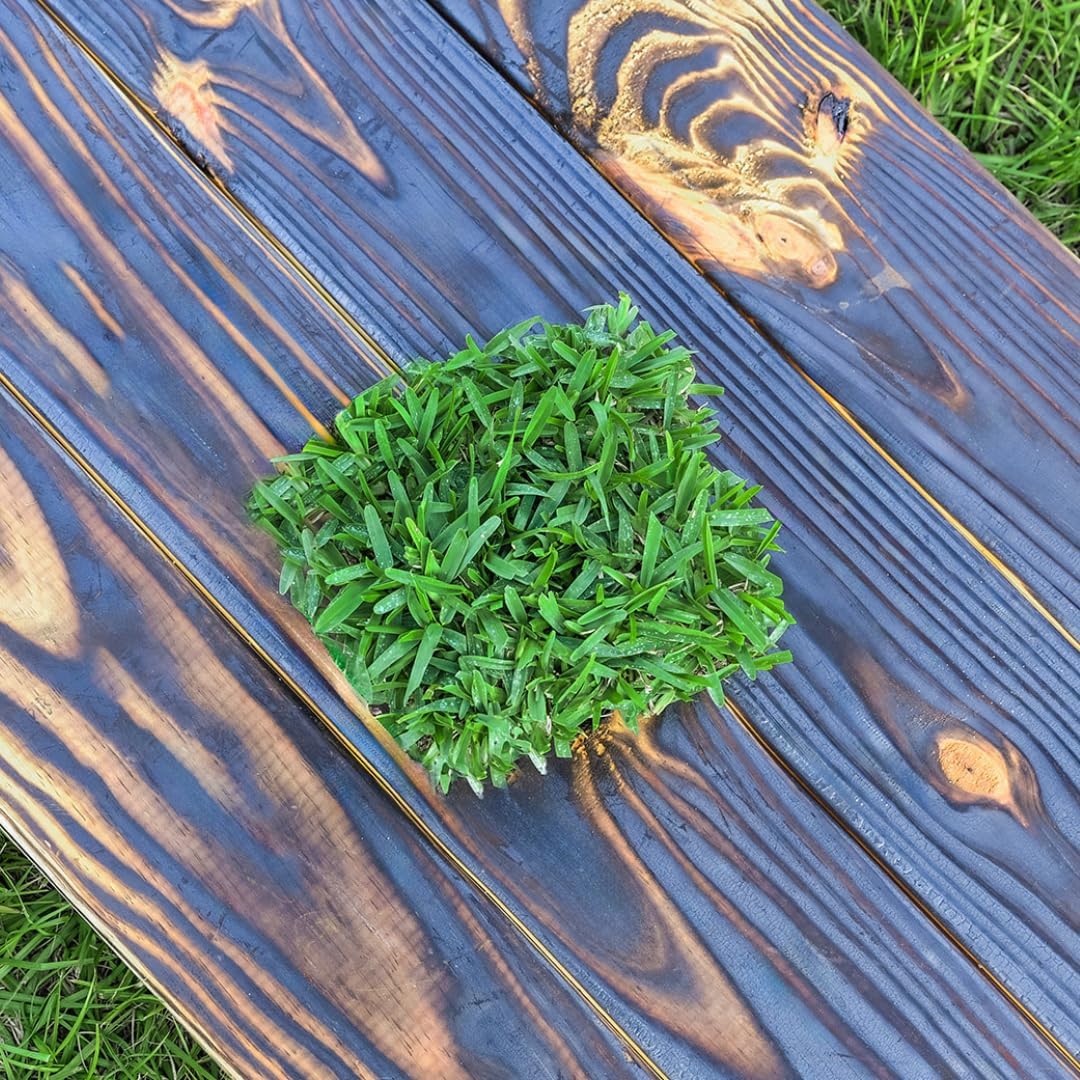 SodPods® St. Augustine Palmetto® Grass Plugs for Lawn Repair, 6" x 6" Each – Cannot Ship to California/Arizona (8)