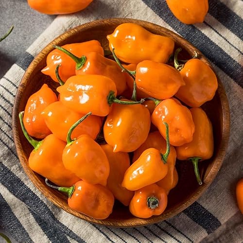 Miniatura 3 de 150 semillas de pimienta habanero naranja, sin OMG, chile súper picante para plantar, ideal para salsa picante, salsas y jardines domésticos - Alta