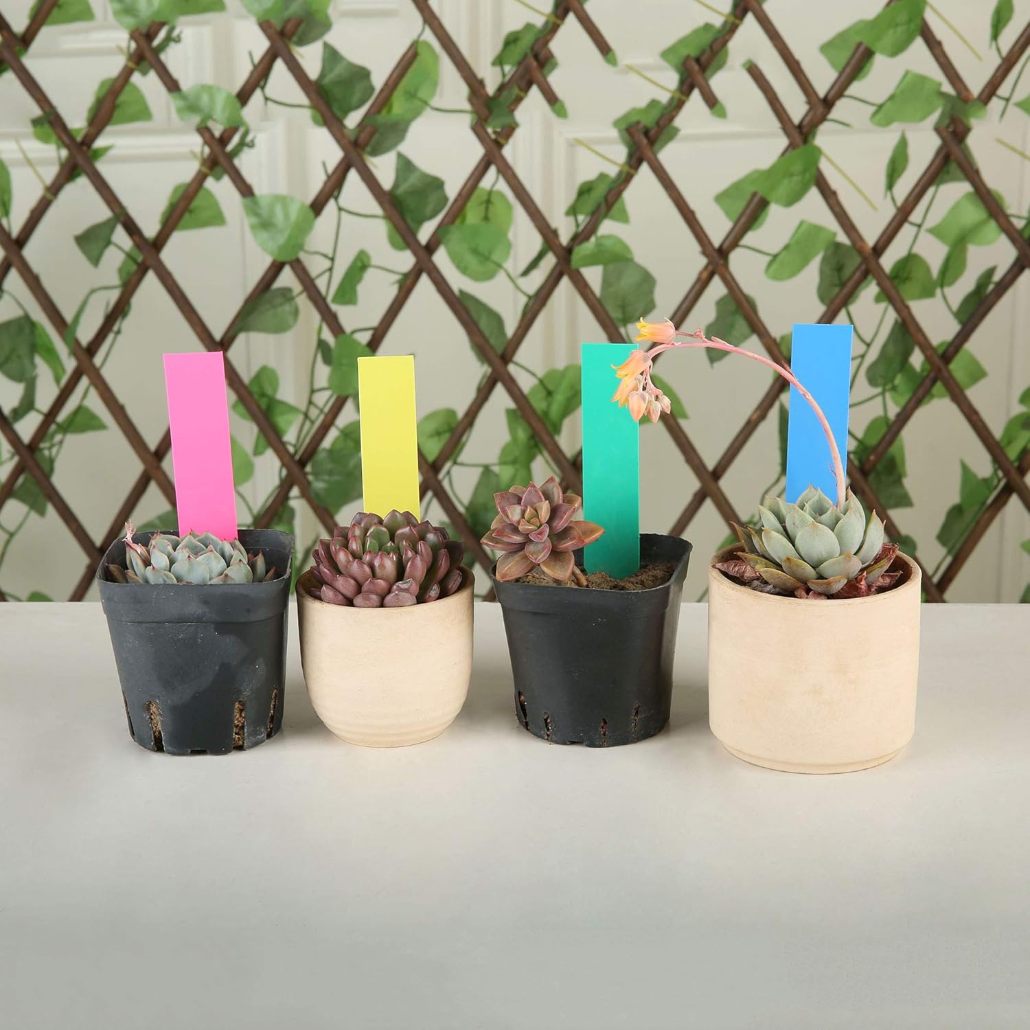 1000 Pcs 4 Inch Plastic Garden Plant Tags Nursery Garden Labels Markers Plant Stakes Waterproof Pot Labels, 5 Colors - Image 5
