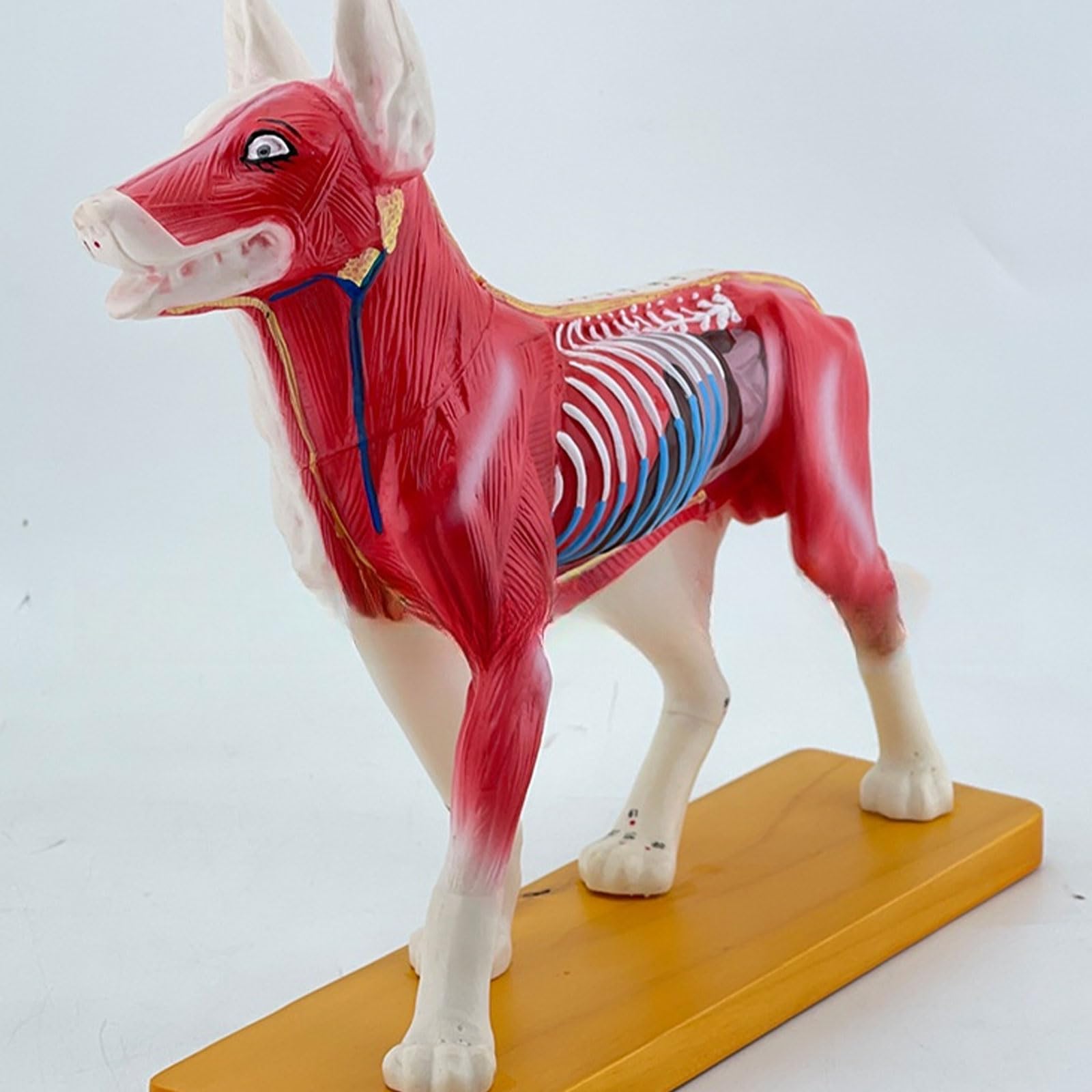 Modello Anatomia Del Cane Cane Modello Canino Agopuntura Aiuto Didattico Cane Modello Agopuntura Materiale Scolastico