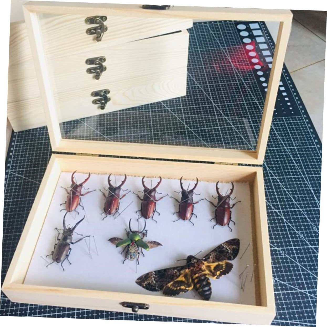 蝶標本 木製ケース付き Amazon.co.jp: 標本ケース 標本箱 木製 ディスプレイボックス