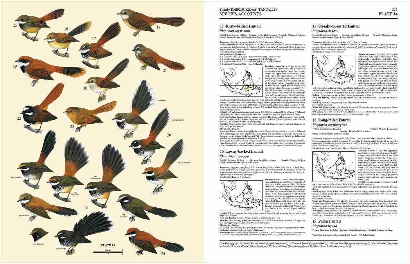 Handbook of the Birds of the World – Volume 11: Old World Flycatchers to Old World Warblers: v. 11