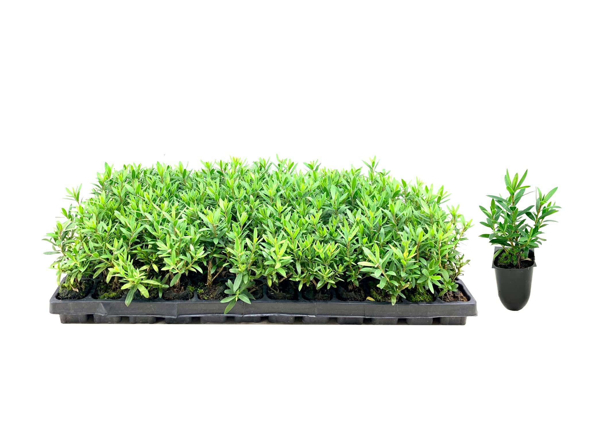 Little John Dwarf Bottlebrush - 3 Live Plants