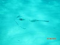 Review Image by 67CougarCar 67CougarCar