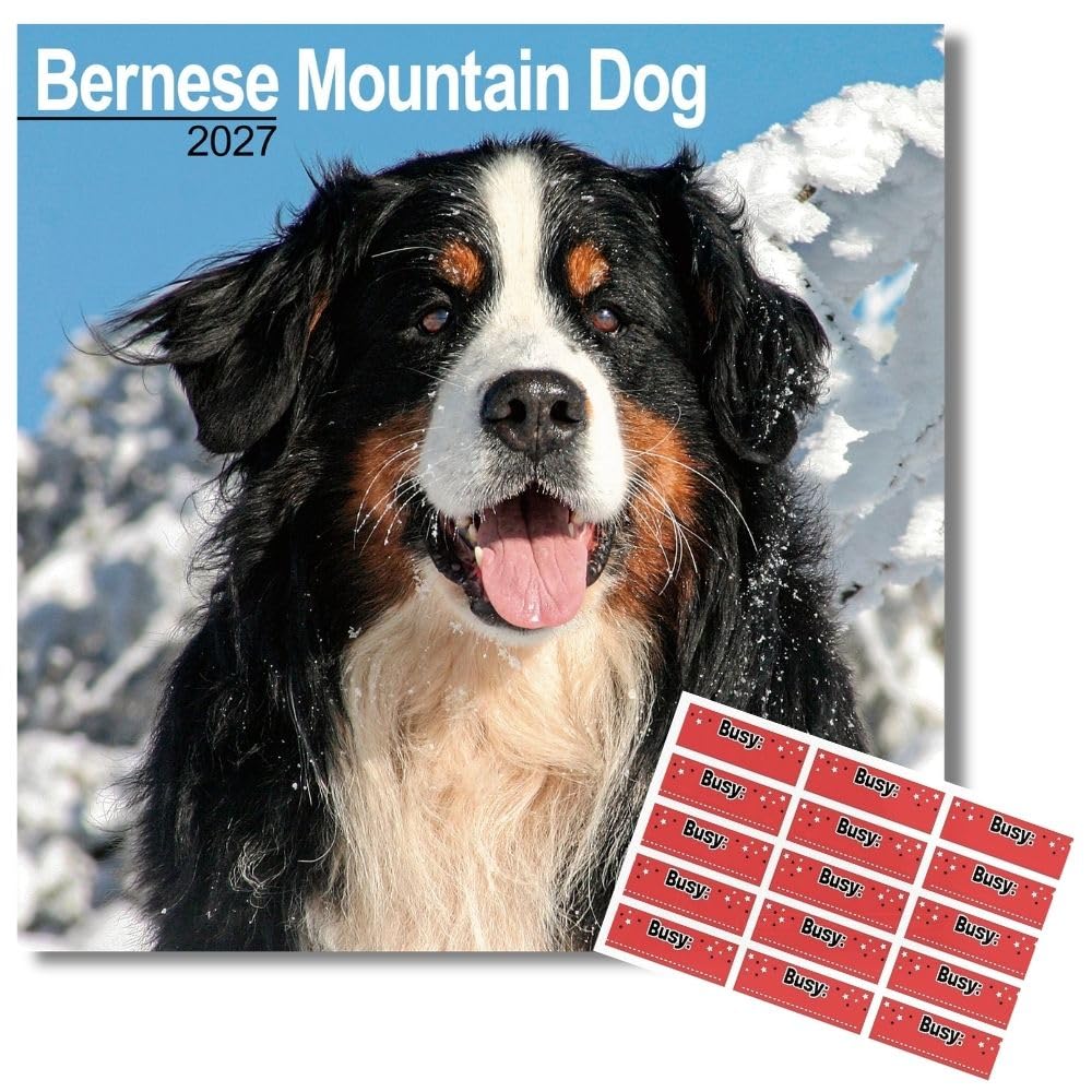 Avonside Bernese Mountain Dog 2027 Calendar with Organisational Stickers, 16 Month Square Wall Calendar (Sept 2026 - Dec 2027), UK Planner for Dog Lovers, For Home or Office, 11.6 x 11.6 in