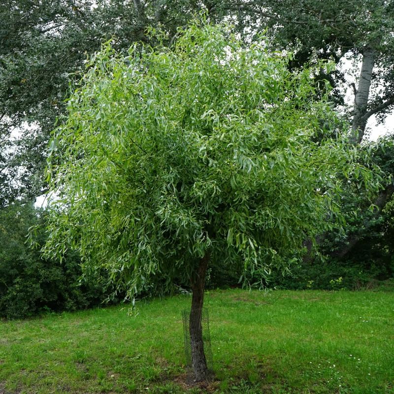 2 Curly Corkscrew Willow Tree Live Plants | 12-24" Rooted Cuttings | Cold-Hardy Native Deciduous Plants