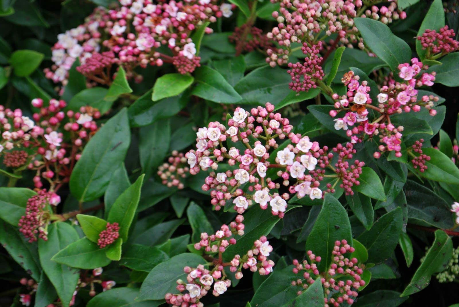 Viburno tino "Viburnum tinus" lentaggine 3 piante da siepe sempreverde in vaso ø9 cm h. 20/40 cm Vivaio di Castelletto