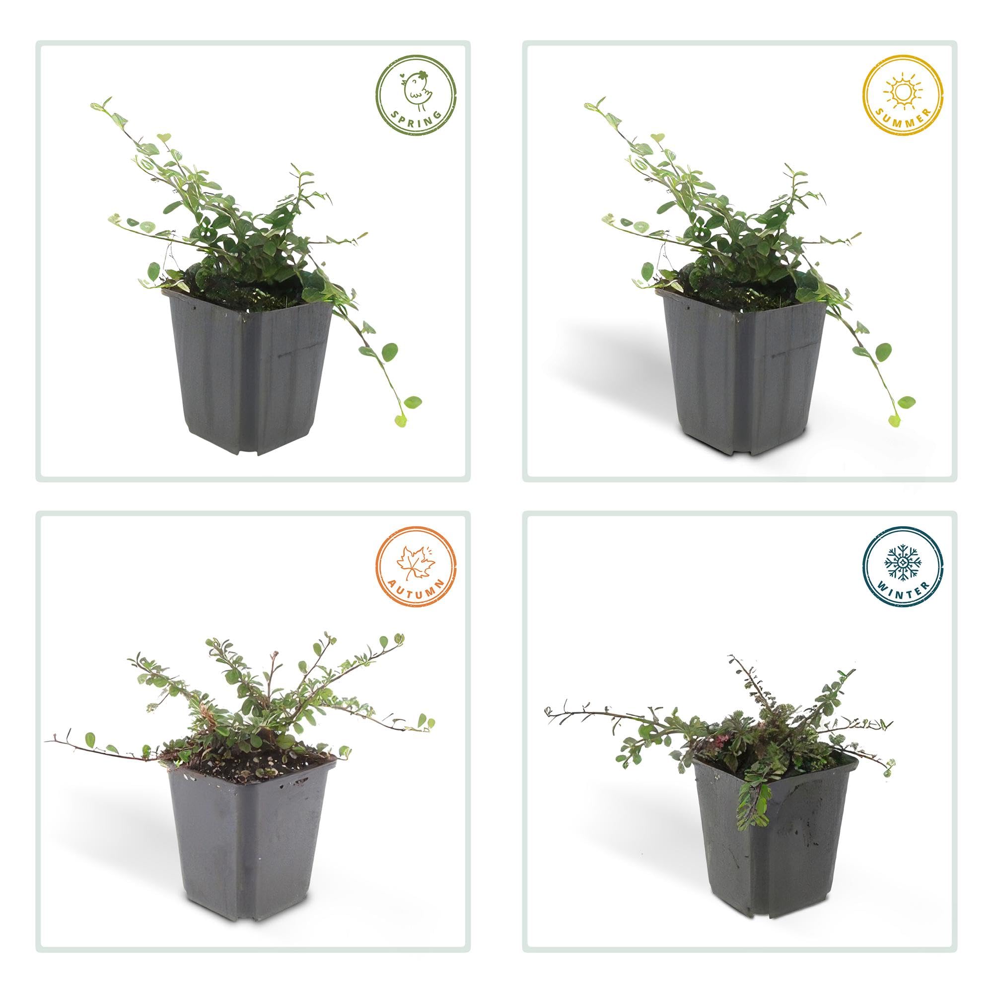 Cotoneaster Streib's Findling Tapizante para Jardín, Pack de 60, Ø9cm