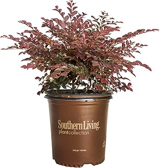 Purple Daydream Dwarf Loropetalum (2 Gallon) Compact Evergreen Shrub with Pink Blooms - Full Sun to Part Sun Live Outdoor Plant