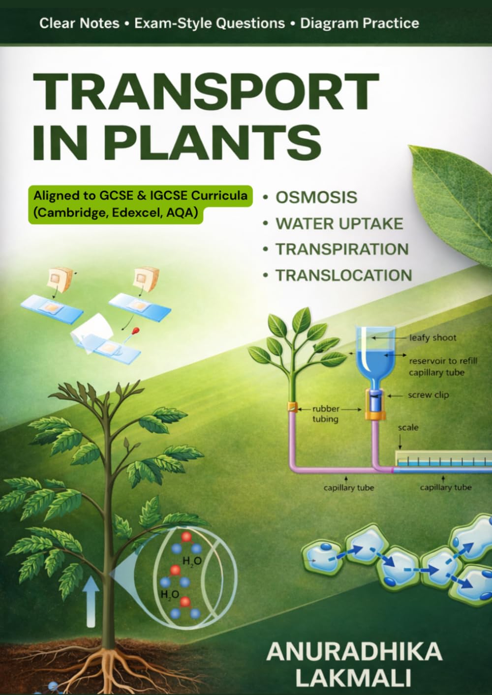 Transport in Plants - Notes and Revision: Plant Physiology: Osmosis, Transpiration & Transport in Xylem and Phloem | IGCSE Biology Revision, Notes & Practical Guide