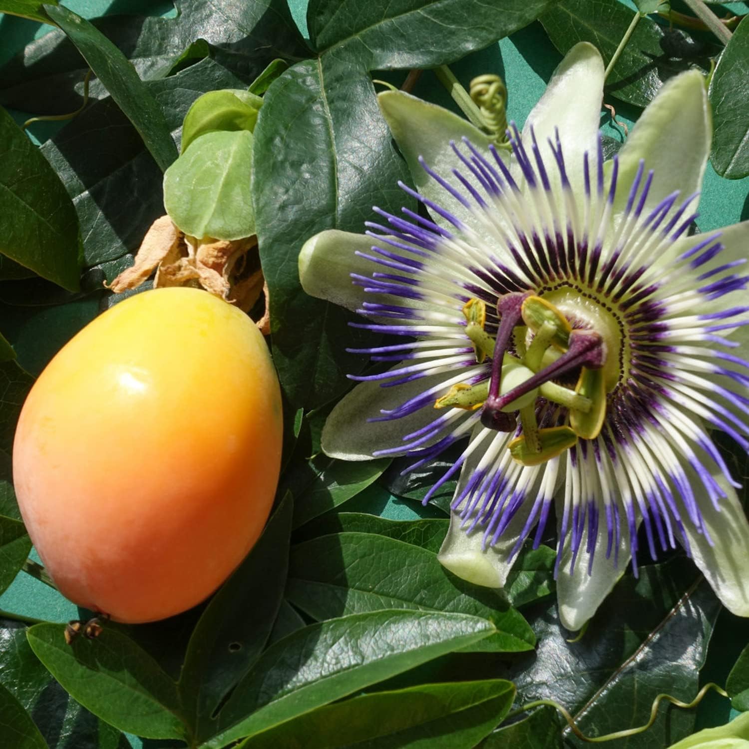 400 Pcs Passion Fruit Flower Seeds for Garden Decor