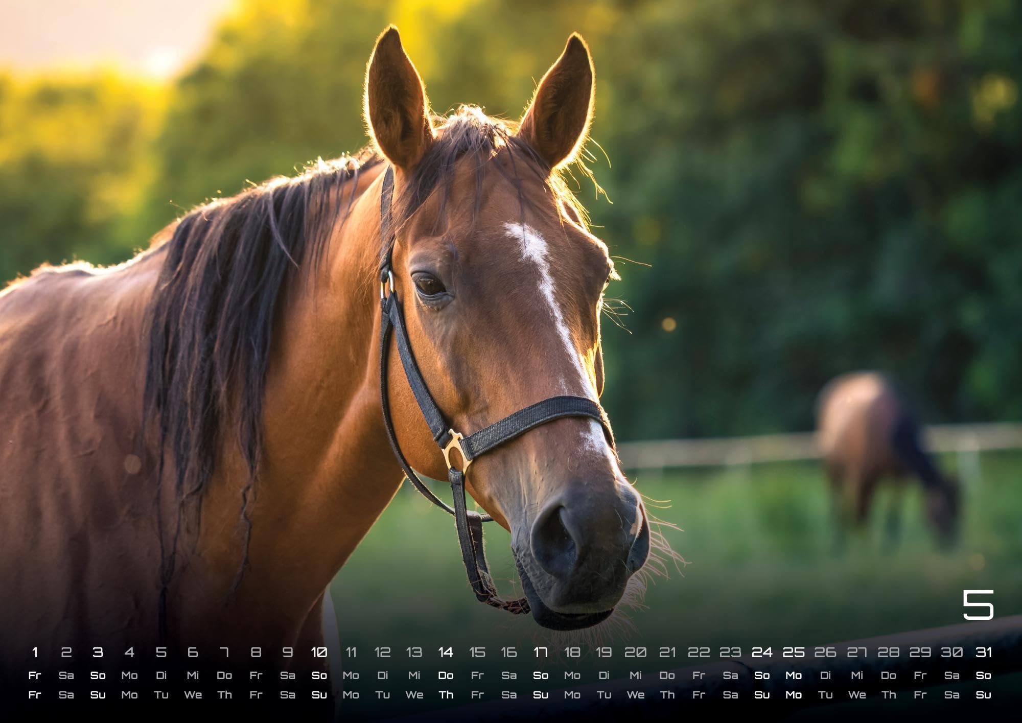 Pferdegeflüster - Der Pferdekalender - 2026 - Kalender DIN A2: Der Wandkalender mit den schönsten Pferde-Motiven für das Jahr 2026 im extragroßen Format DIN A2 (ca. 60 x 42 cm)!