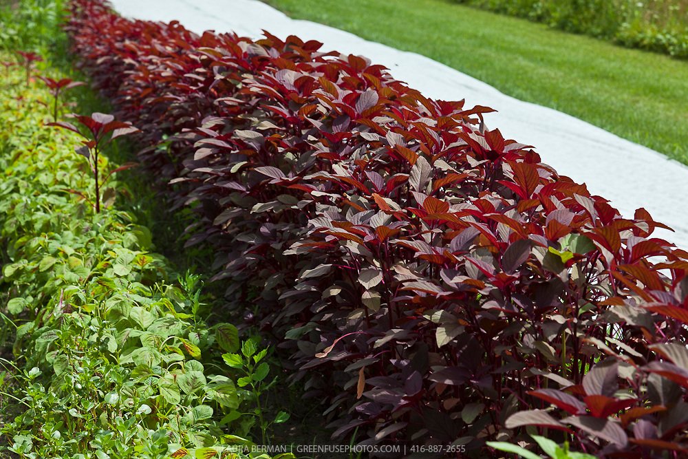 Creative Farmer Hybrid Red Spinach Amaranthus Laal Saag Red Cheera Seeds For Gardening-5000 Seeds (B01M2V4CJE) Amazon Price History, Amazon Price Tracker