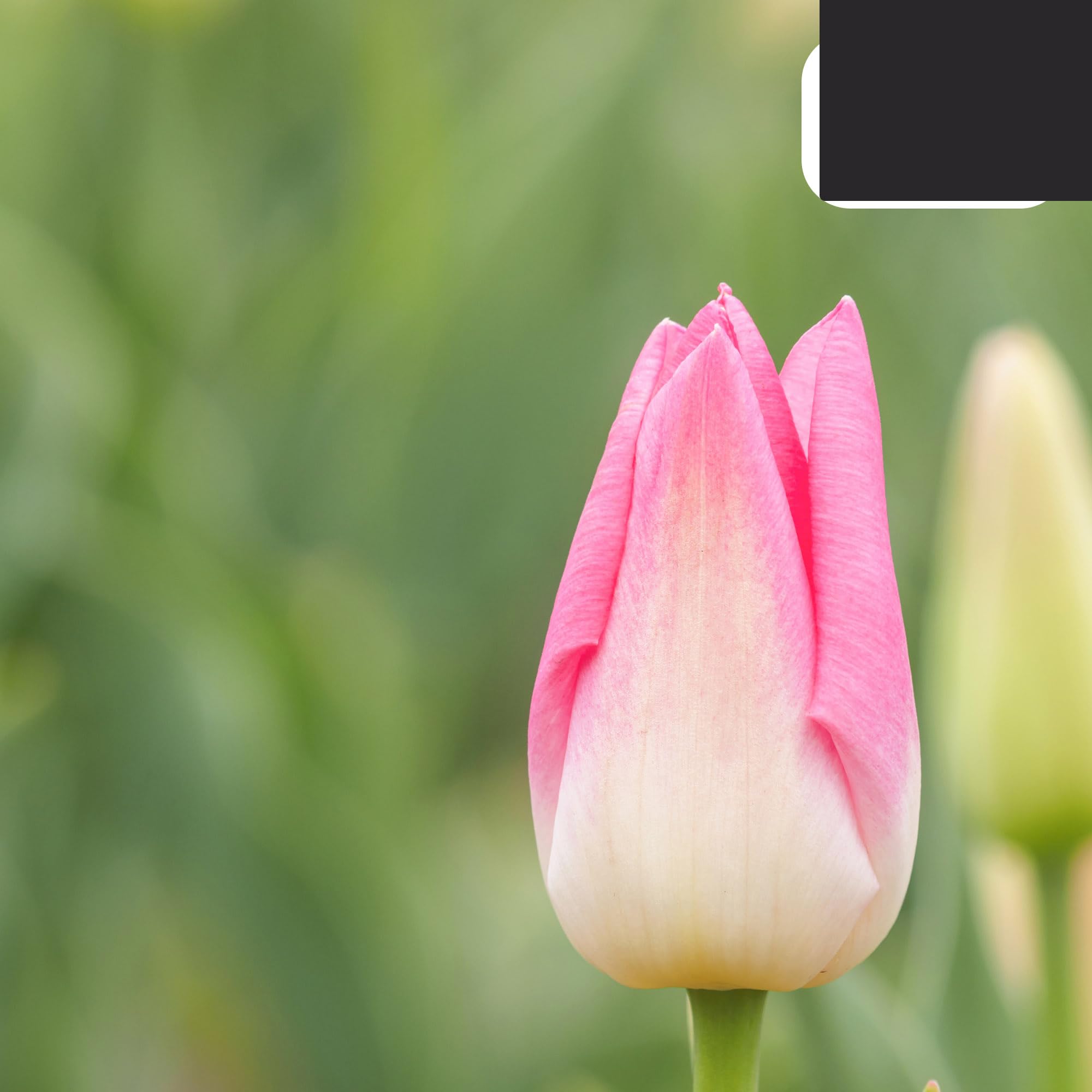 Bulbos de tulipán 'Dynasty' | 20 unidades | Tulipán rosa - 30-50cm - Ø10-12cm - Multitrato - bulbo de flor - Planta de jardín