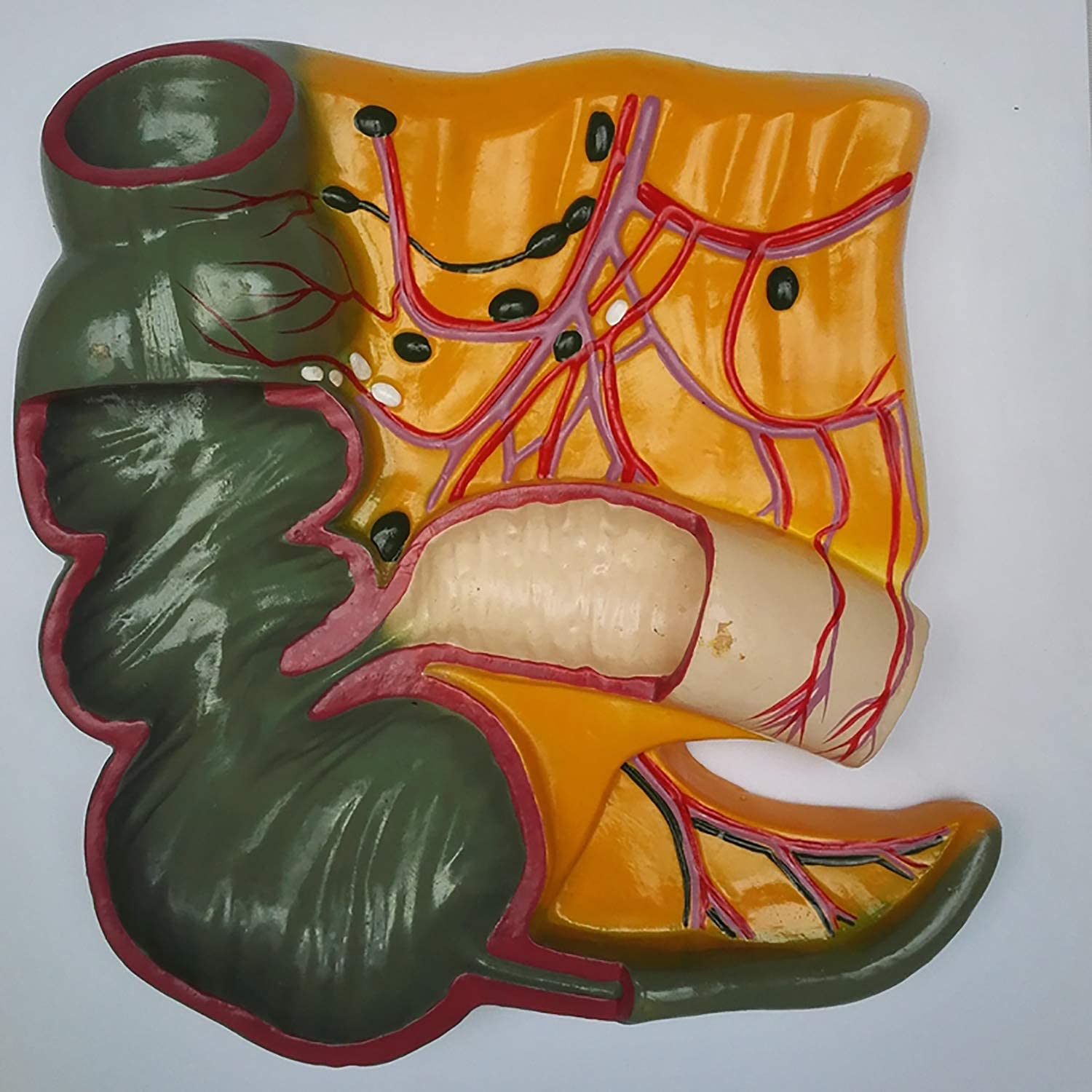 Modèle Anatomique De L'appendice Et du Caecum, De L'appendice du Profil Rectal Et du Modèle D'anatomie des Organes Humains du Cecum pour L'étude du Dessin d'artiste Formation