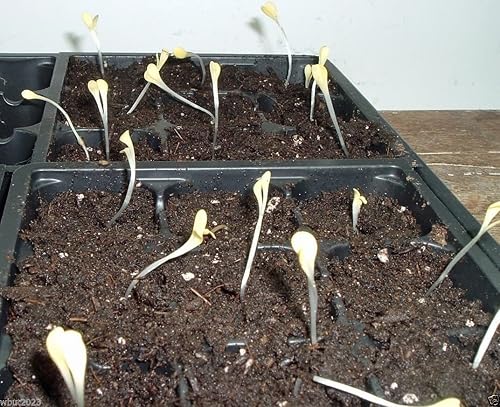 Miniatura 2 de 200 semillas de Gazania (Gazania Rigens Kiss Golden Flame) Perenne!