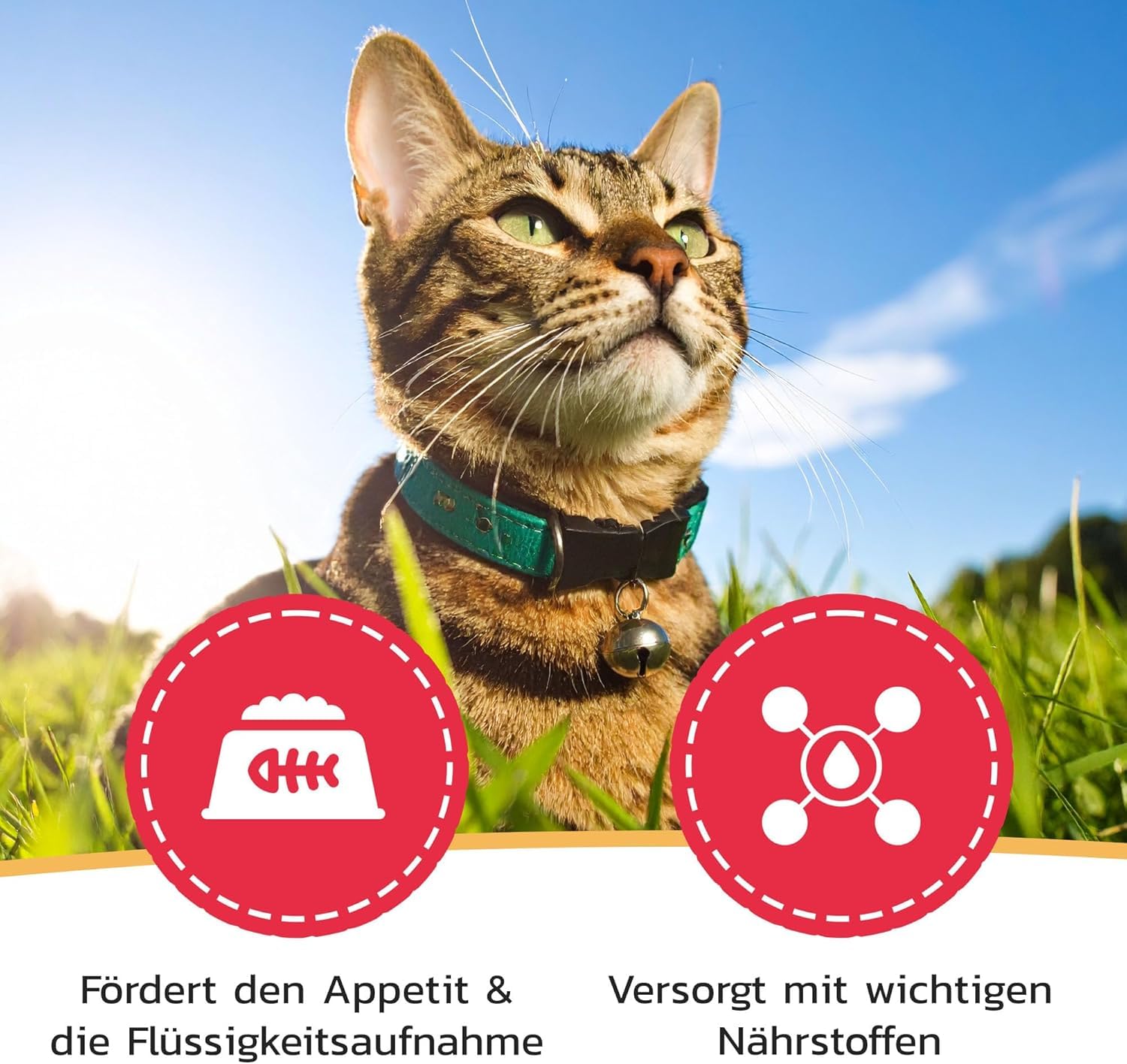 Appetito Gatto (180 ml) – Mangime complementare liquido ad alta energia per gatti – con vitamine, taurina e minerali – integrazione nutrizionale, elevata appetibilità