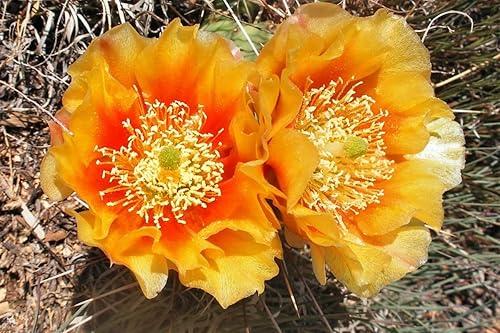 Miniatura 2 de 20 semillas de cactus de pera roja para cultivar, semillas suculentas