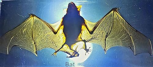 Murciélago real grande de 5.5 pulgadas con alas abiertas en resina de Lucite cristalina, espécimen pisapapeles para Halloween, colección de