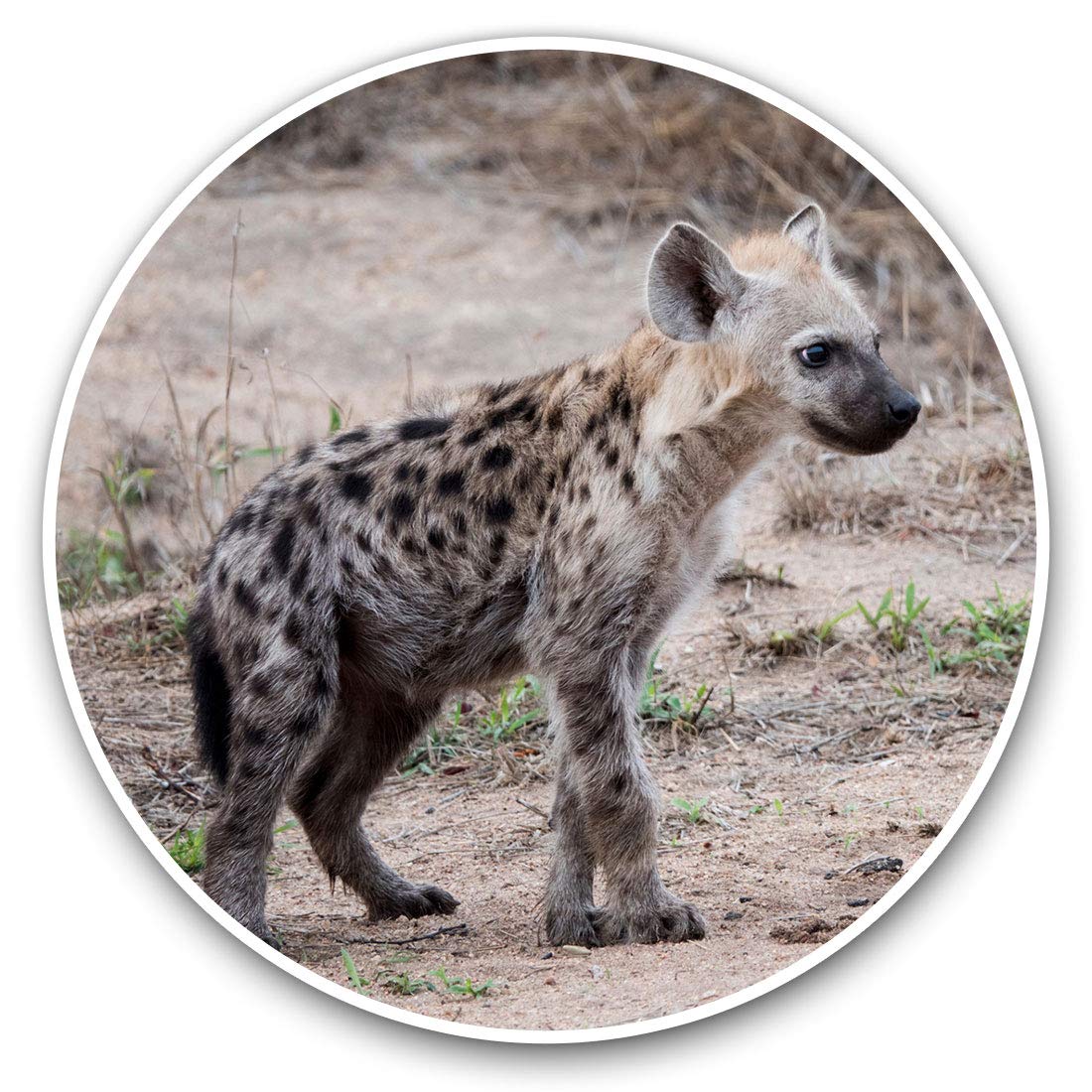Destination Vinyl Ltd Cute Hyena Cub Wild Animal 3373 Vinyl Stickers (Set Of 2) 7.5Cm - Cute Hyena Cub Wild Animal #3373